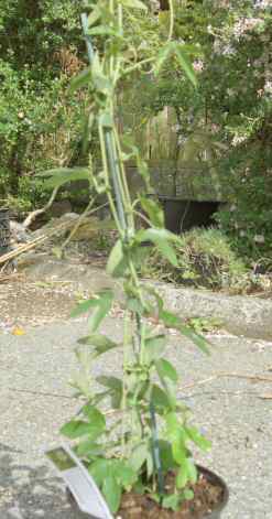Passiflora caerulea fast climbing plant flowering fruiting